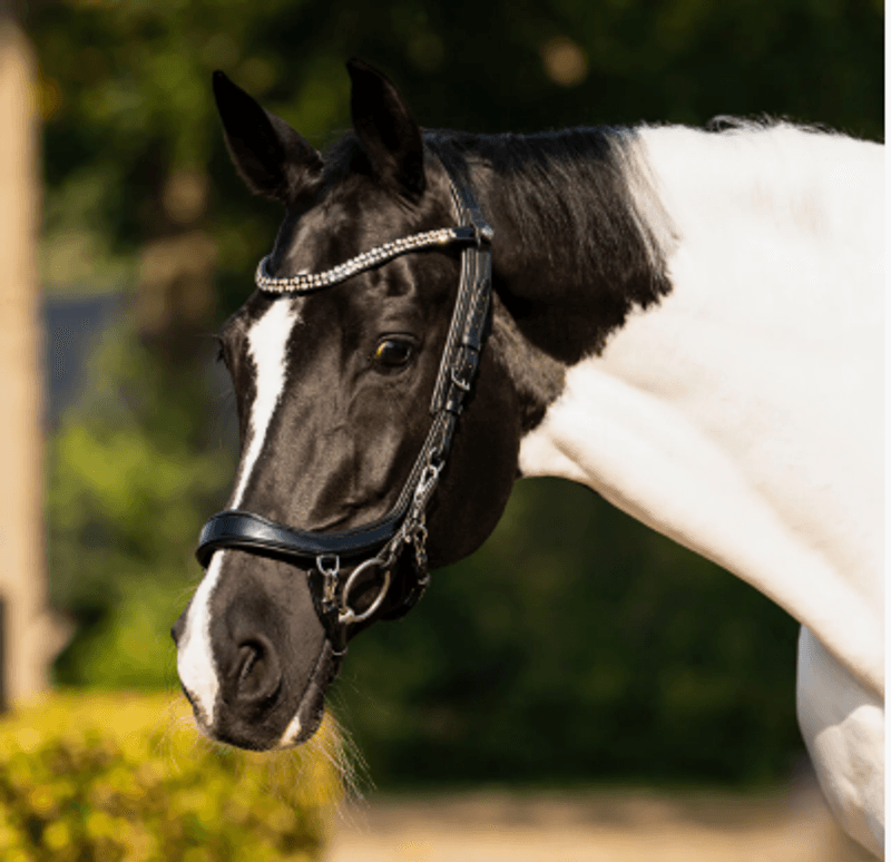 PresTeq FaySport Shine hodelag